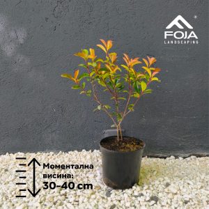 Photinia fraseri 'Carre rouge'