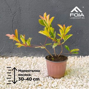 Photinia fraseri 'Pink Marble'