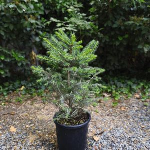 Picea pungens 'Glauca'