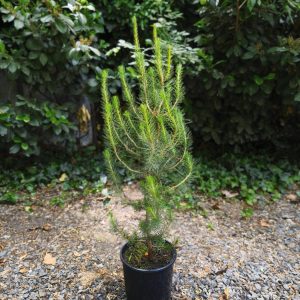 Pinus halepensis