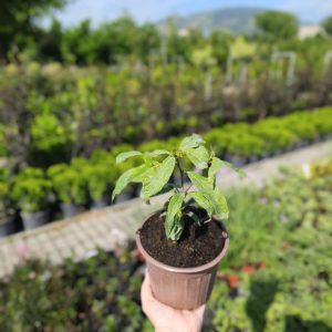 Quercus myrsinifolia