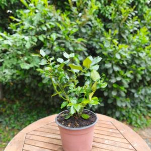 Sarcococca ruscifolia