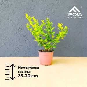Sarcococca ruscifolia