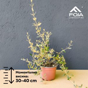Teucrium fructicans
