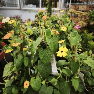 Thunbergia