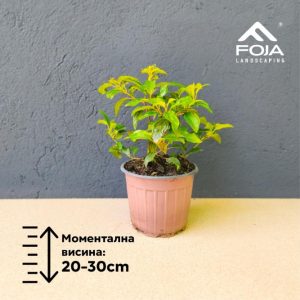 Viburnum angustifolium