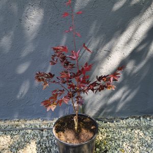 Acer palmatum 'Fireglow'