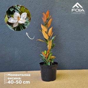 Magnolia grandiflora 'Alta'