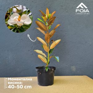 Magnolia Grandiflora - Зимзелена Магнолија