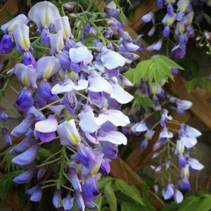 Wisteria 'Golden King'