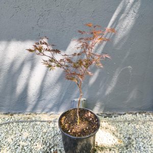 Acer palmatum 'Dissectum Nigrum'