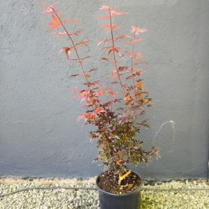 Acer palmatum 'Skeeter's Broom'