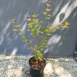 Acer palmatum 'Asahi-Zuru'