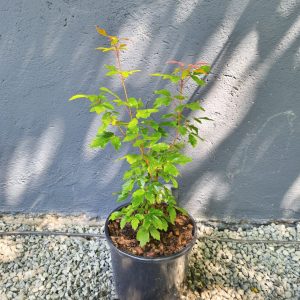 Acer palmatum 'Griseum'