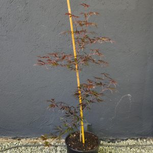 Acer palmatum 'Inaba-shidare'