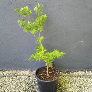 Acer palmatum 'Ki - Hachijo'