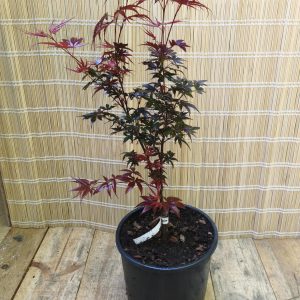 Acer palmatum 'Pixie'