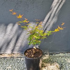 Acer palmatum 'Seigen'