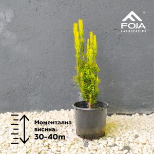 Cephalotaxus fastigiata