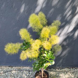 Cotinus coggygria 'Golden lady'