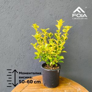 Euonymus japonicus ‘Aureo-marginatus’