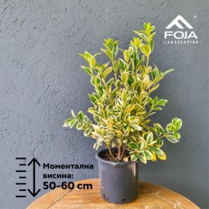 Euonymus japonicus ‘Bravo’