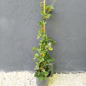 Hedera helix - Бршлен