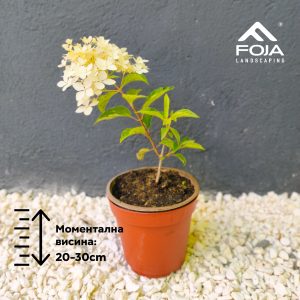 Hydrangea paniculata 'Phantom'- Хортензија