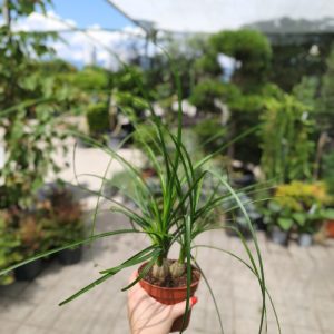 Beaucarnea recurvata 'Nolina'