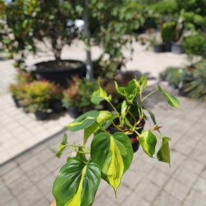 Philodendron heder