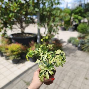 Schefflera arboricola variegata