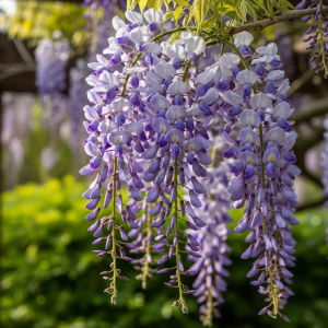Wisteria 'Multijuga'
