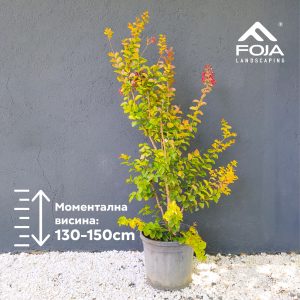 Lagerstroemia Dynamite - Индиски Јоргован