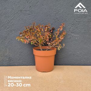 Abelia grandiflora