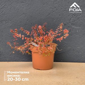 Abelia gr.'Happy daydream'