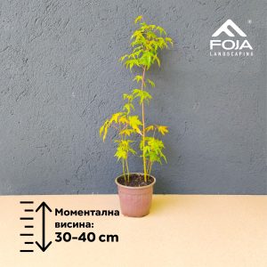 Acer palmatum