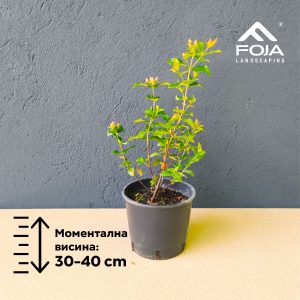 Hypericum perforatum - Хиперикум