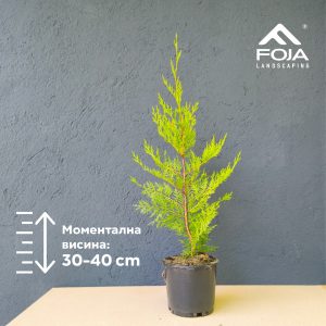 Cupressus leylandii 'Oger'- Чемпрес