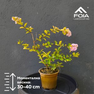 Lagerstroemia indica 'Powhatan'- Индиски Јоргован