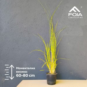 Cortaderia argentea - Пампас трева