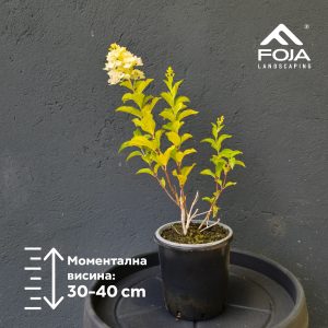 Hydrangea paniculata 'Compacta'- Хортензија