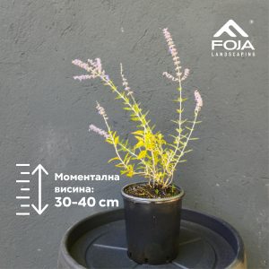 Perovskia atriplicifolia 'Blue spire' - Руска Жалфија