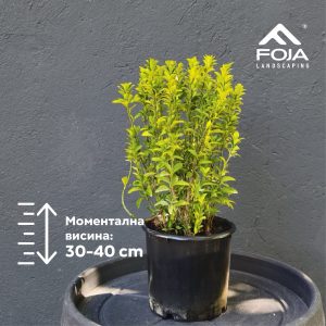 Euonymus japonicus Microphyllus